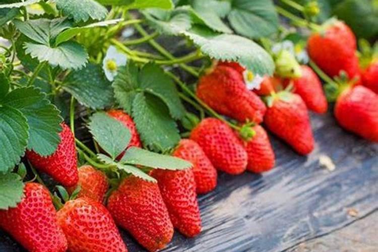 栽红薯用什么肥料最好