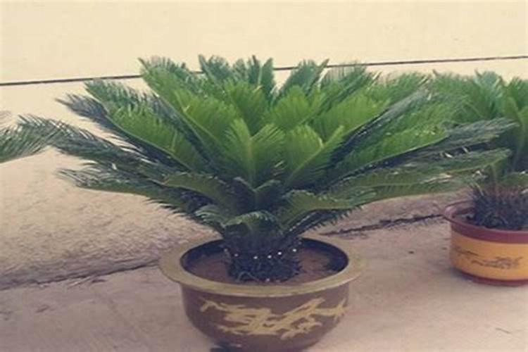 植物施钾肥应间隔多久 植物施钾肥的最佳时间间隔是多久？