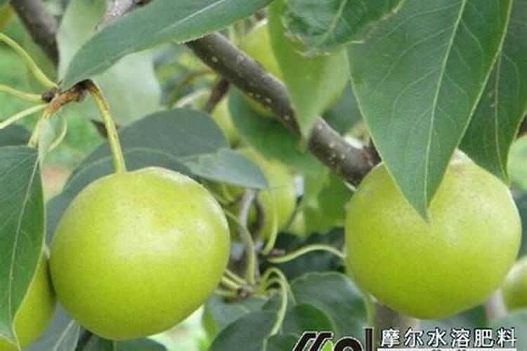 根力多化肥怎么不化