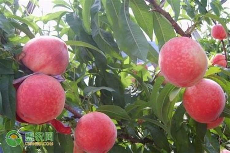 温室桃树落花后施几次肥‘/