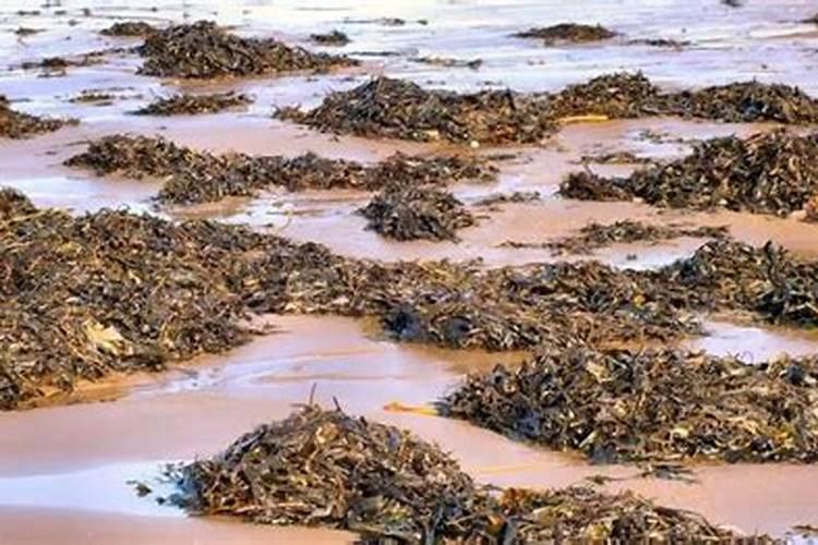 海藻肥国内那家品质量好？生物有机肥那家好？有机碳肥如何？