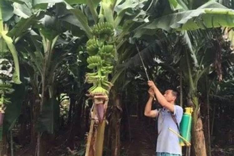 香蕉抽䔰膨大期施什么肥？