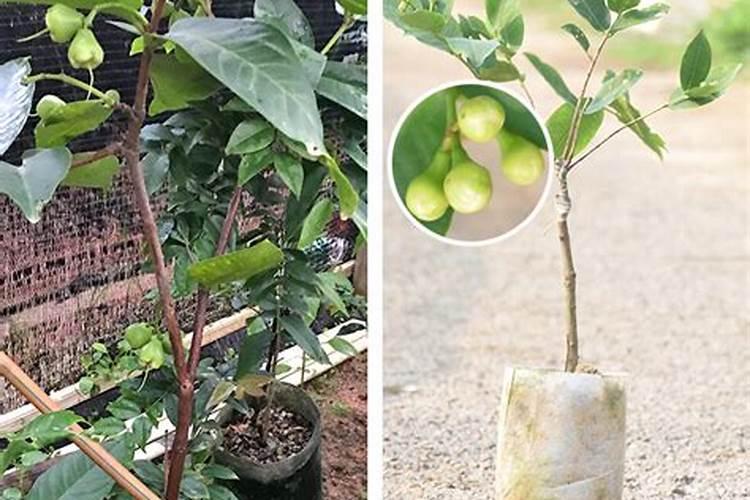 农博金草苍术适合什么土壤种植,什么时间种植苍术？