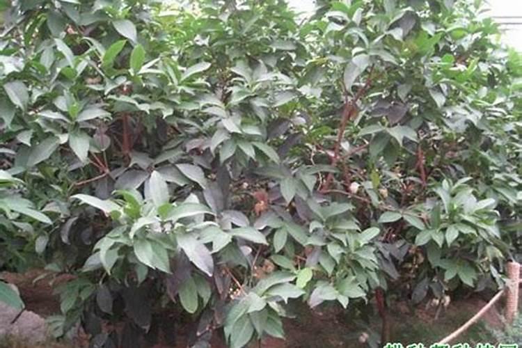 莲雾开花用什么叶面肥