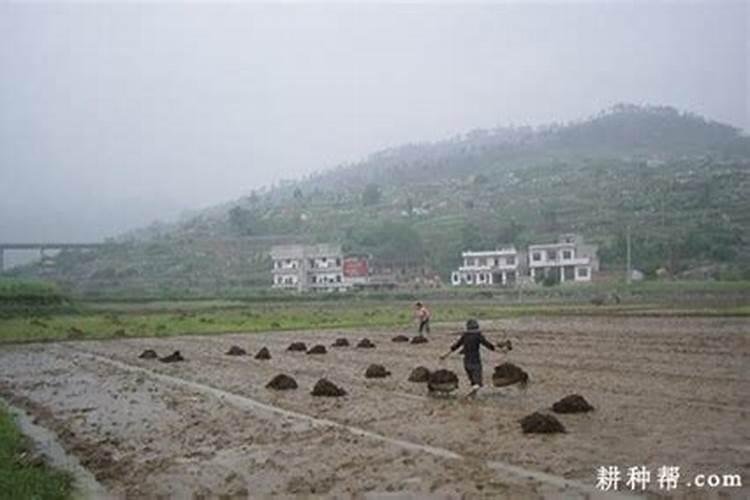桔子树叶片从尖端开始变黄,是什么