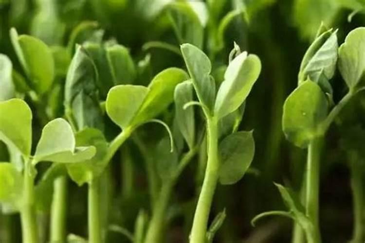 小青菜追过尿素2天可以打叶面肥吗