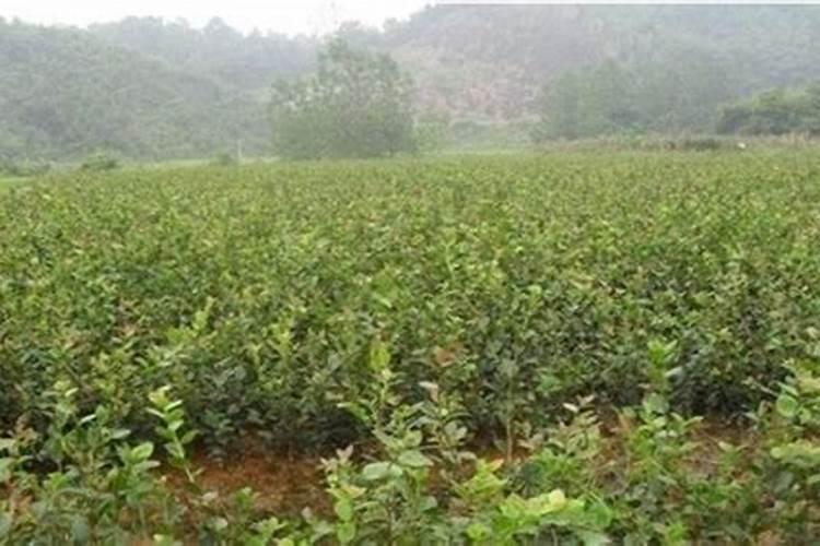 油茶苗下什么肥料好呢？