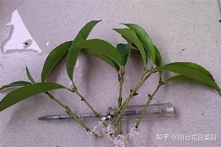 饲料添加腐植酸钠需要考虑钠离子含量吗