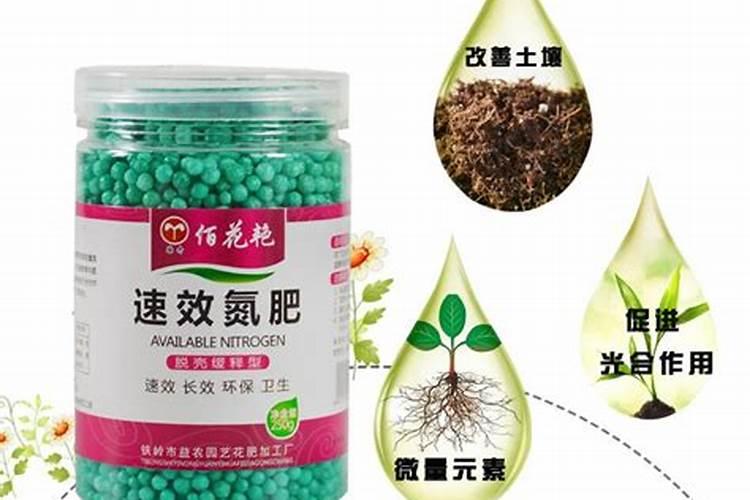 君子兰施肥用什么肥料