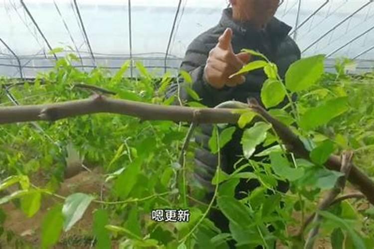枣树打什么药