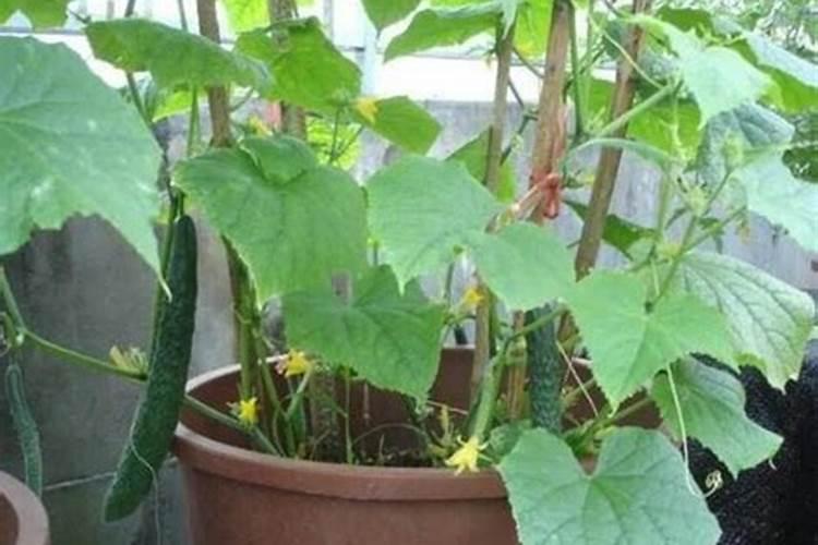 种烤烟用什么肥料好？