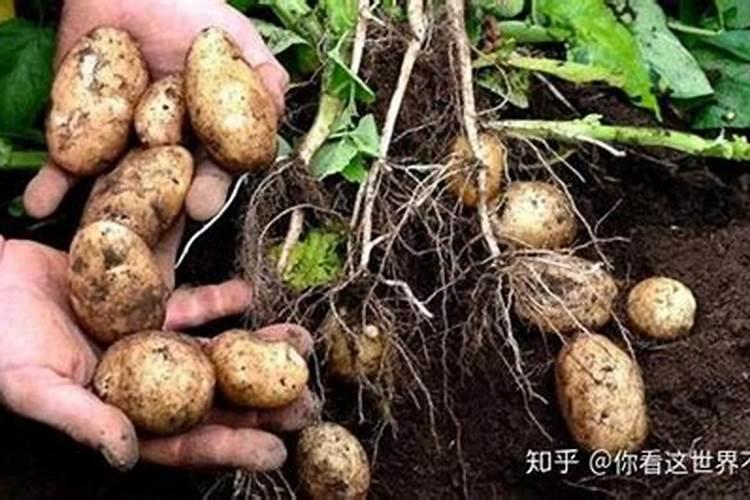 橘子树用什么肥好 施肥方法有哪些