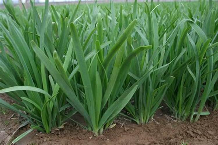 韭菜用什么肥料长得旺 附韭菜的种植方法