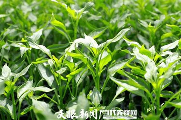 萝卜酸笋汤怎么做