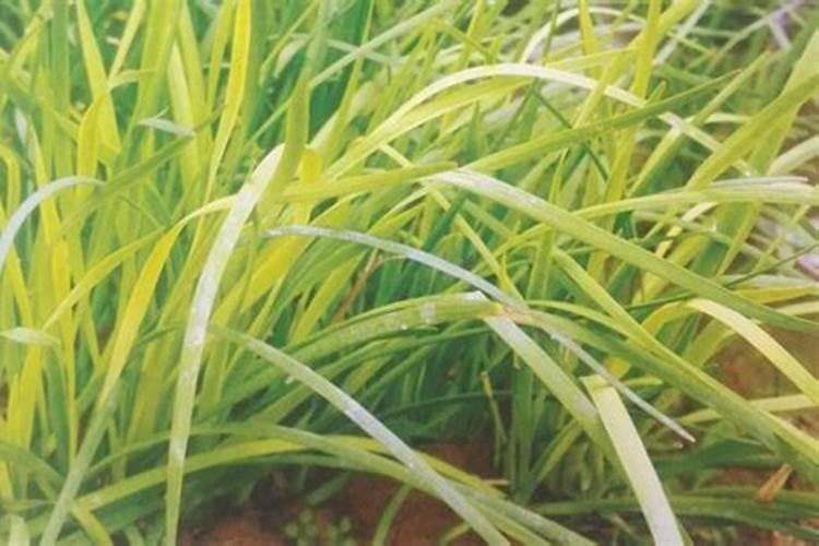 韭菜的直度不够,是缺少什么肥料造成的？