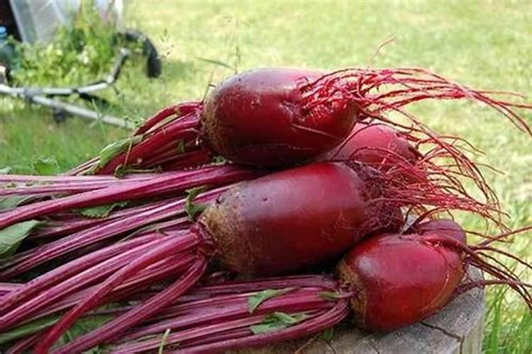 硝酸磷钾冲施效果好还是撒着效果好？