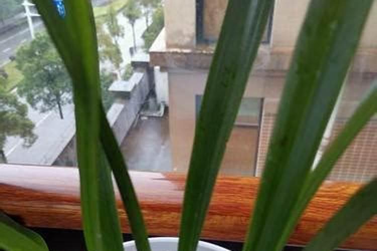 茶园夏季管理建议 茶树怎么养殖施肥