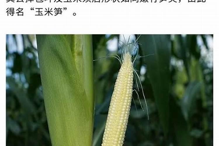 玉米专用叶面肥什么牌子好