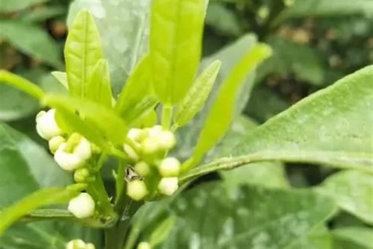 哪种肥料促进开花结果