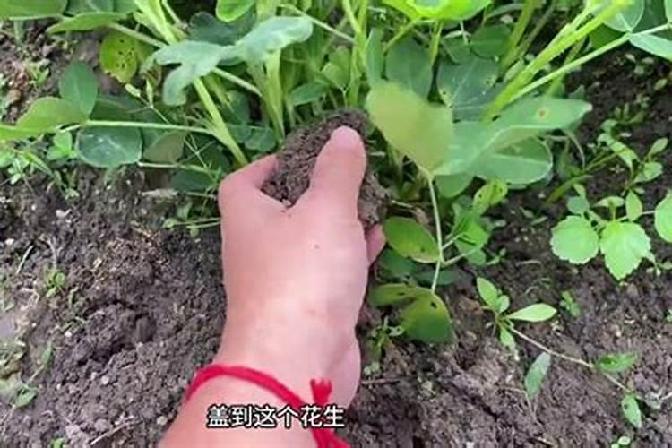 花生高产施肥关键时期,这几个千万不能错过