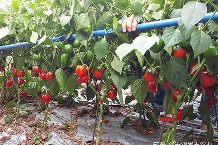 盆栽辣椒挖开施肥后不浇水可以吗？