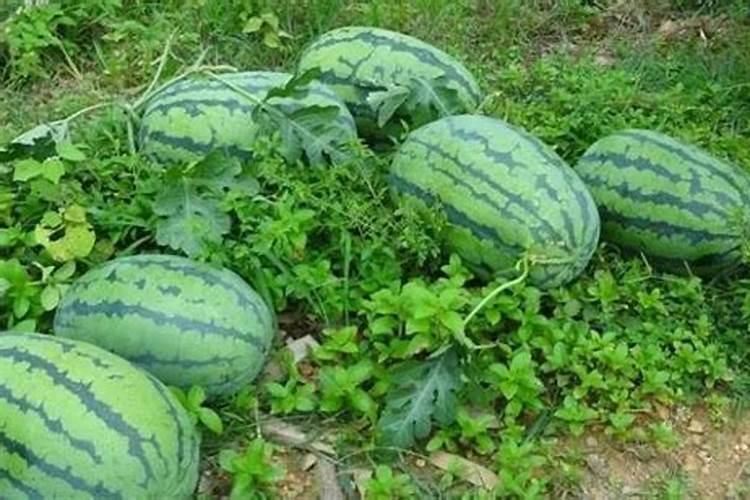 种植西瓜,主要步骤是什么？