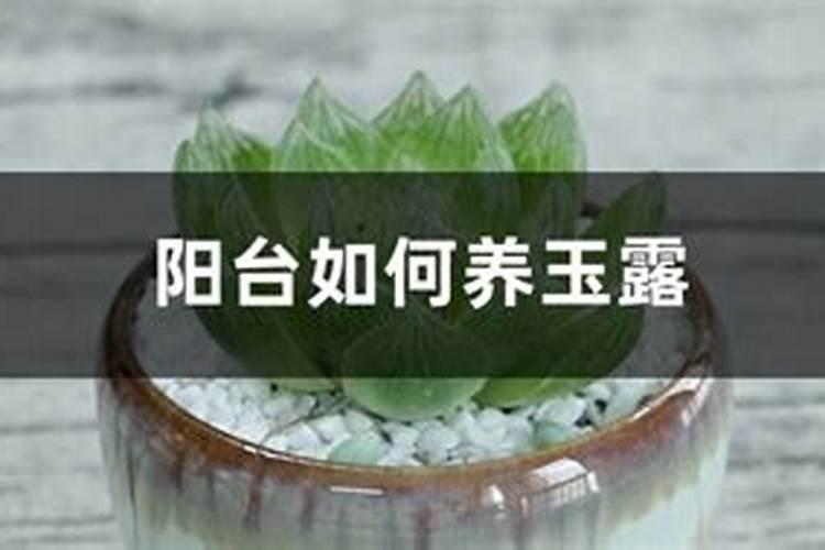 玉露怎么施肥