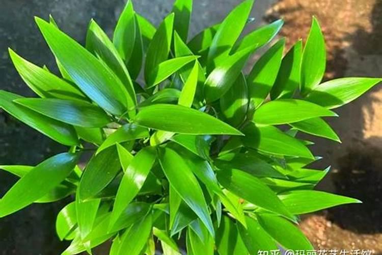大量磷肥烧根吗