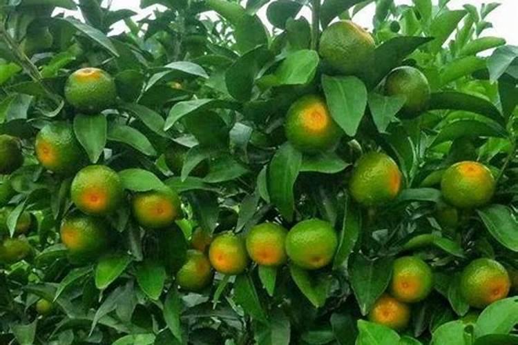 多肉植物叶子能直接喷水吗？