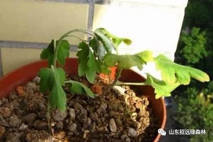 桂花施肥过多或者农药中毒怎么办