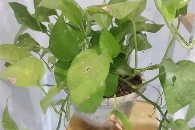 昙花有花苞了用什么肥料最好