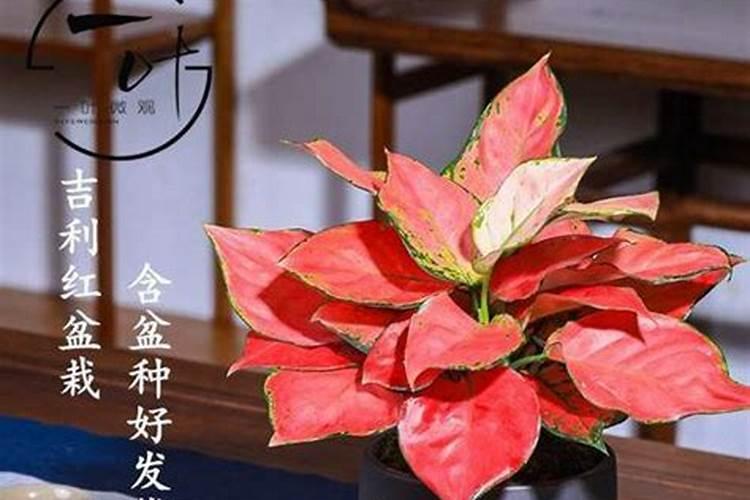 大姜叶黄叶病怎么办