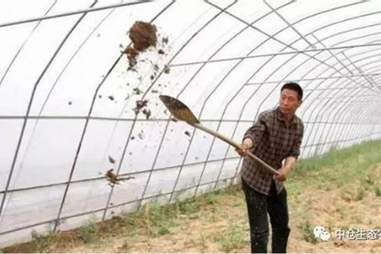 蓝矾和生石灰水喷树有什么作用？什么树可以喷,蔬菜能用吗,急求百度知 ...