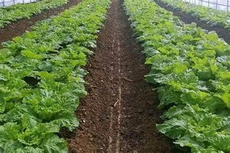 巴格尔功能肥  进口水溶肥这样用,效果能翻倍!