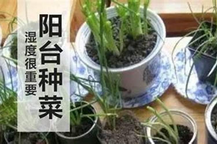 增加果实甜度的妙招 怎么增加果实甜度