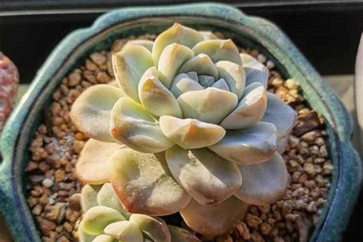 腐植酸肥料有哪些
