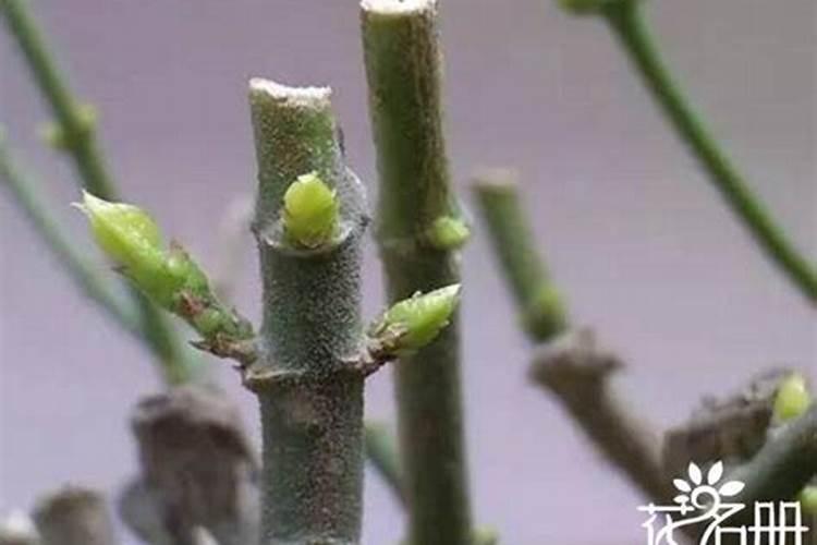 大蒜一亩地上多少肥料为合适