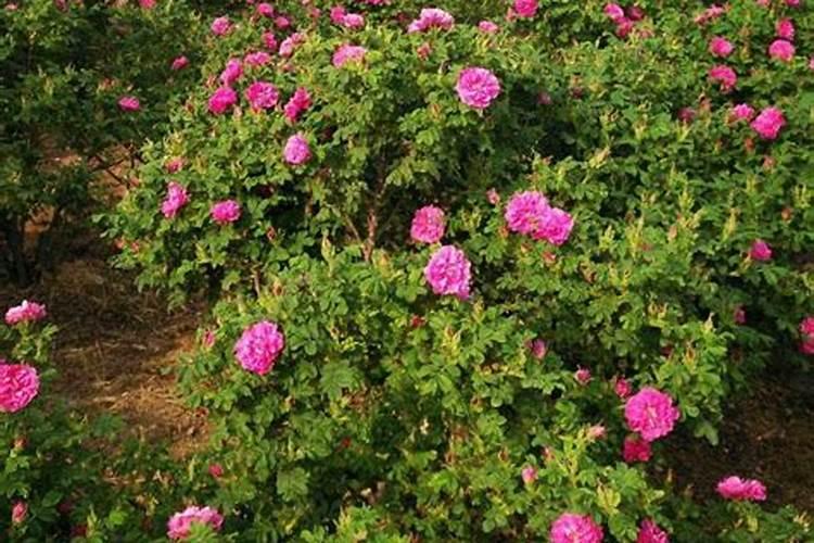 玫瑰花怎么施肥,玫瑰花施氮磷钾肥最为合适