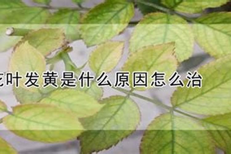 花草黄叶施什么肥、种花施什么肥料最好