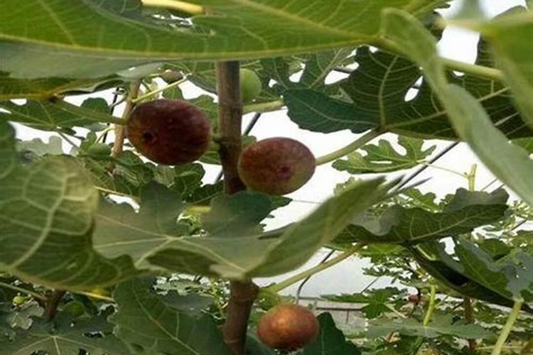 无花果追肥用什么肥料好
