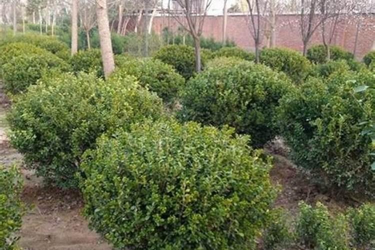 白扁豆属于什么植物类型？