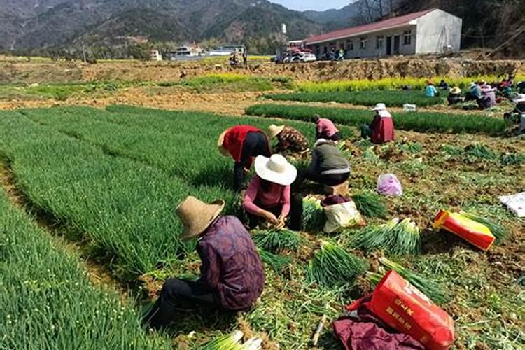 大葱底肥放什么肥 追肥什么肥料最好