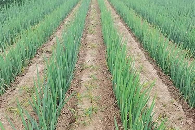 大葱施肥用什么肥料好(家里种植大葱用什么肥料浇最好)