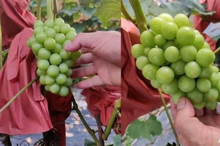 葡萄树施那种肥料好