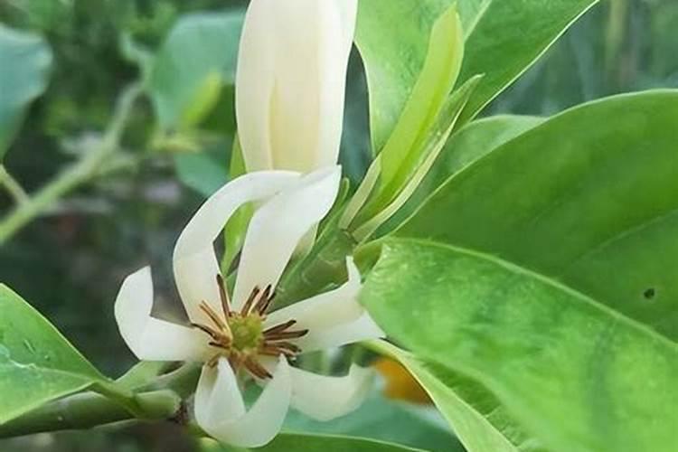 百香果挂果后如何施肥？