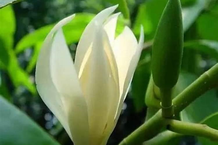 黄角兰如何施肥？