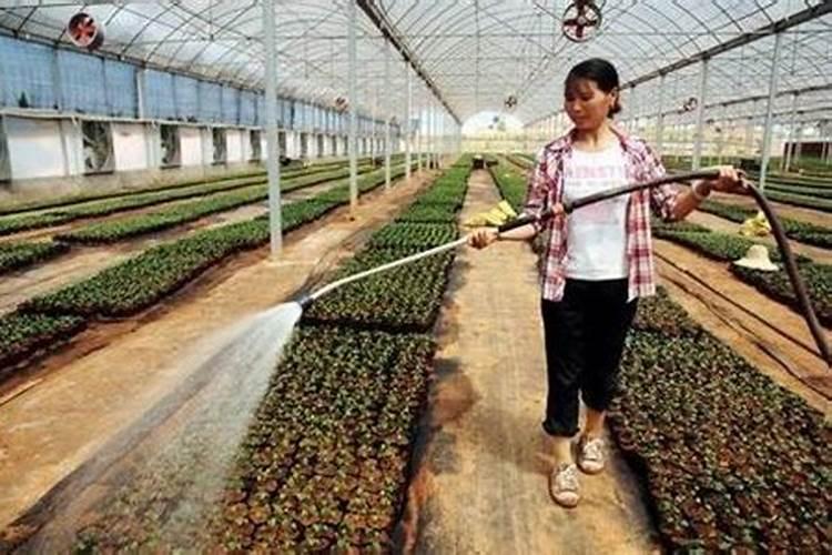 怎么给大棚蔬菜补钙？用什么钙肥比较好？
