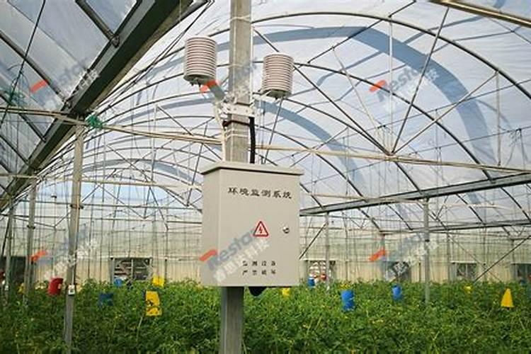 大棚蔬菜如何施肥才能增产？