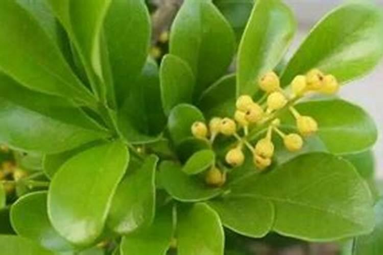 氮磷钾复合肥是什么肥料