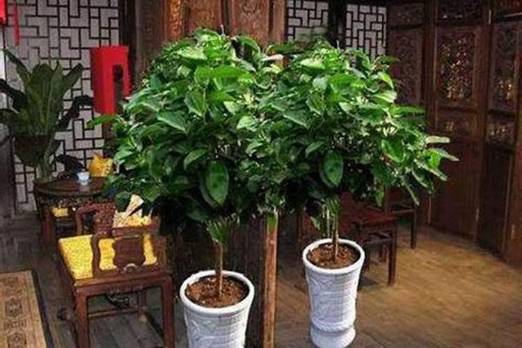 平安树怎么施肥